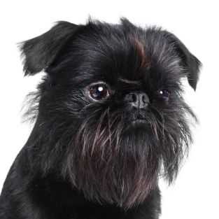 One of the pictures below is of an Affenpinscher and one is a Brussels Griffon. Select the Affenpinscher.