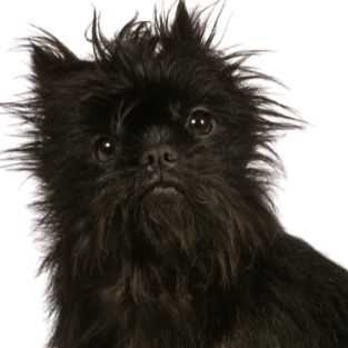 One of the pictures below is of an Affenpinscher and one is a Brussels Griffon. Select the Affenpinscher.