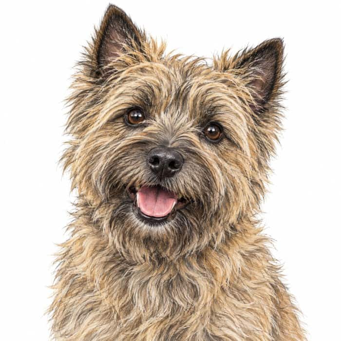 Are You a Pure Breed Cairn Terrier Owner?