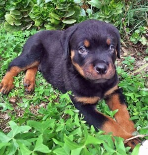 Beau the Rottweiler Puppy
