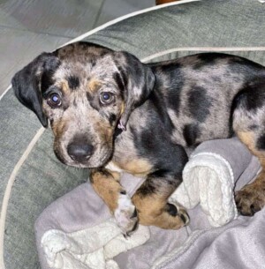 Callie the Catahoula by Deonne