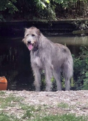 I see no Ships Luna Bear I see no ships